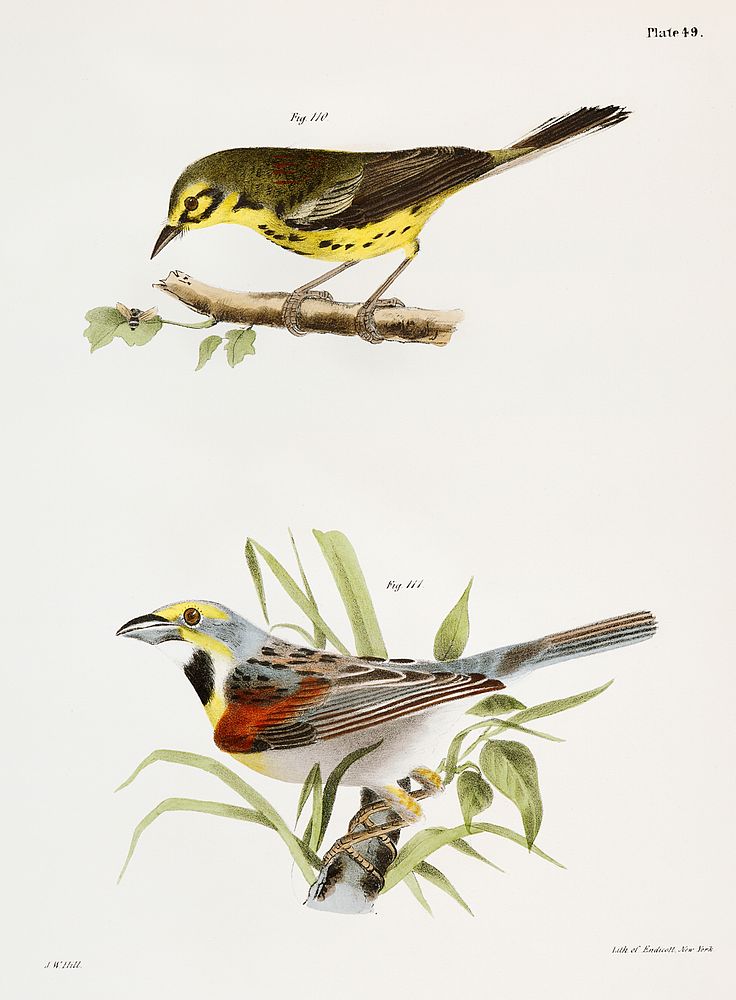 110. The Prairie Warbler (Sylvicola discolor) 111. The Black-throated Bunting (Emberiza americana) illustration from Zoology…