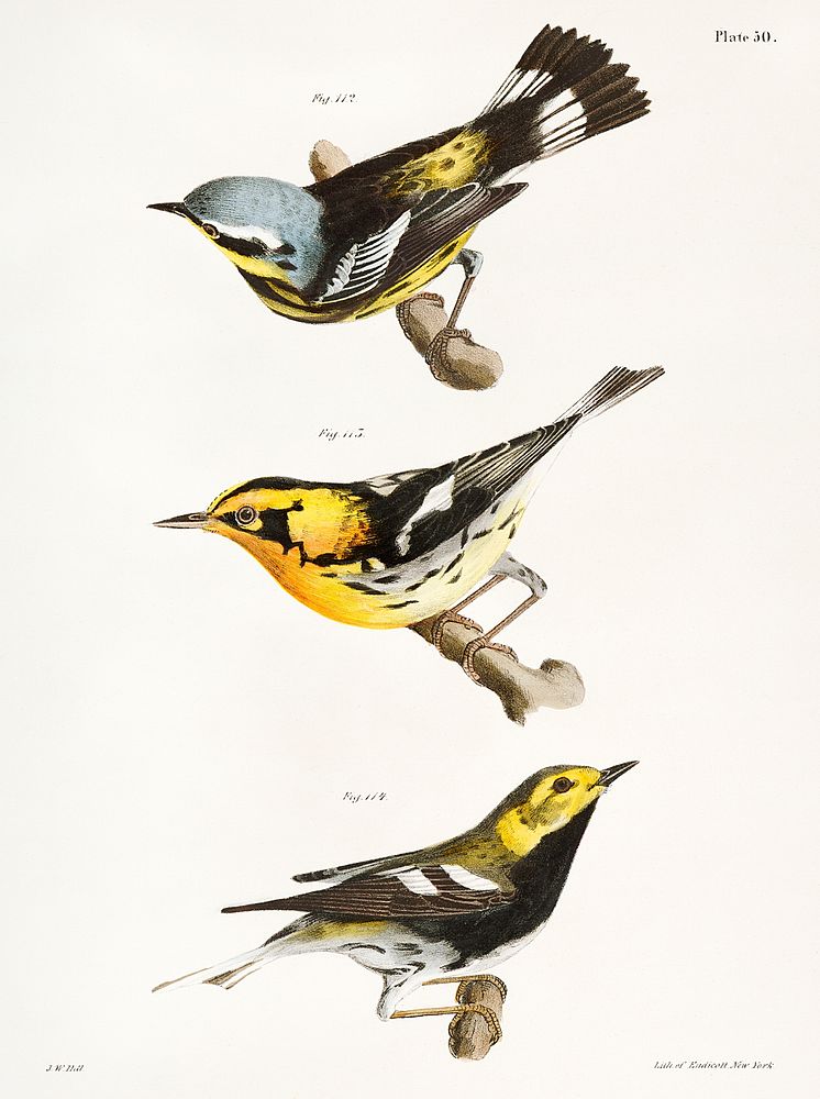112. The Spotted Warbler (Sylvicola maculosa) 113.