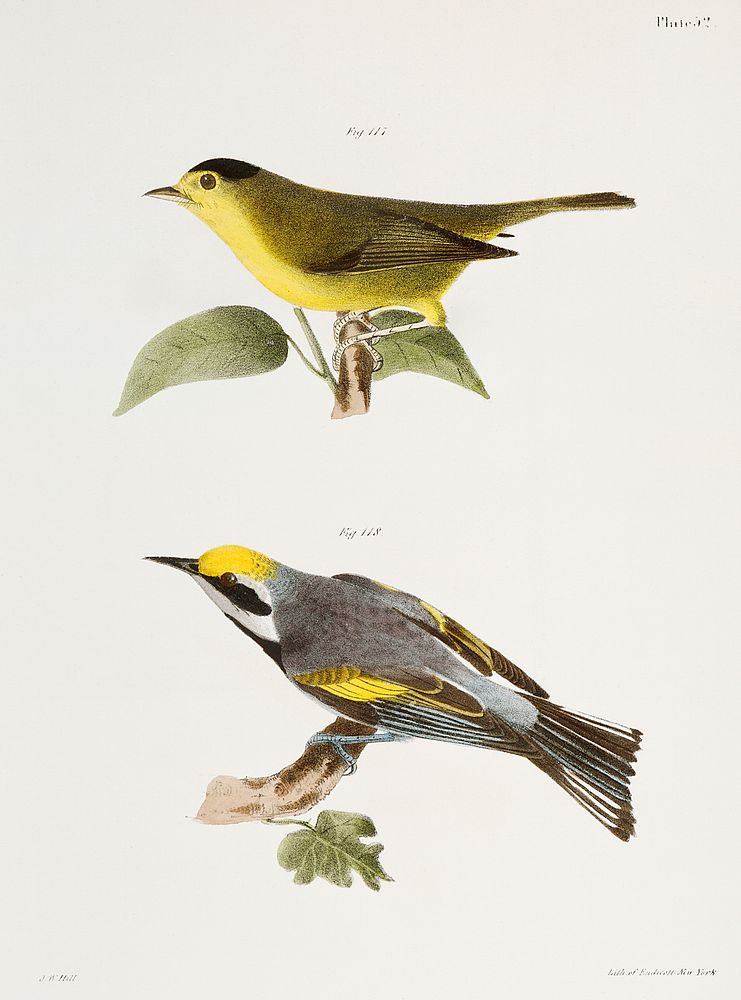 117. The Gren Black-capped Warbler (Wilsonia pusilla) 118. The Golden-winged Warbler (Vermivora chrysoptera) illustration…