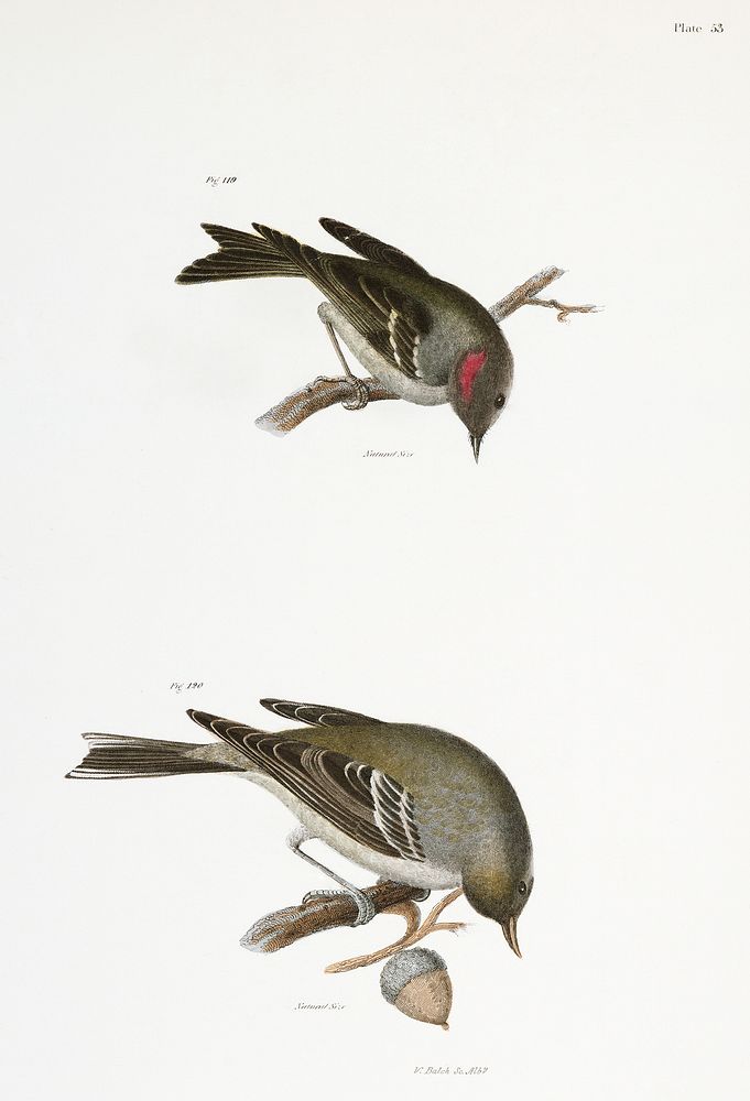 119. The Ruby-crowned Kinglet (Regulus calendula) 120. The Pine Warbler (Sylvicola pinus) illustration from Zoology of New…