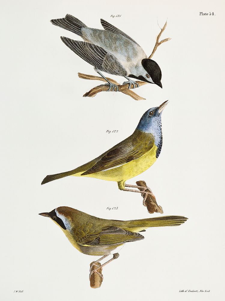 121. The Carolina Tit (Patus carolinensis) 122. The Mourning Warbler (Trichas philadelphia) 123. The Yellow-throat (Trichas…