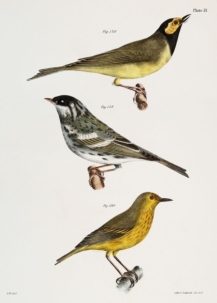 128. The Hooded Warbler (Wilsonia mitrata) 129. The Blackpoll Warbler (Sylvicola striata) 130. The Summer Yellowbird…