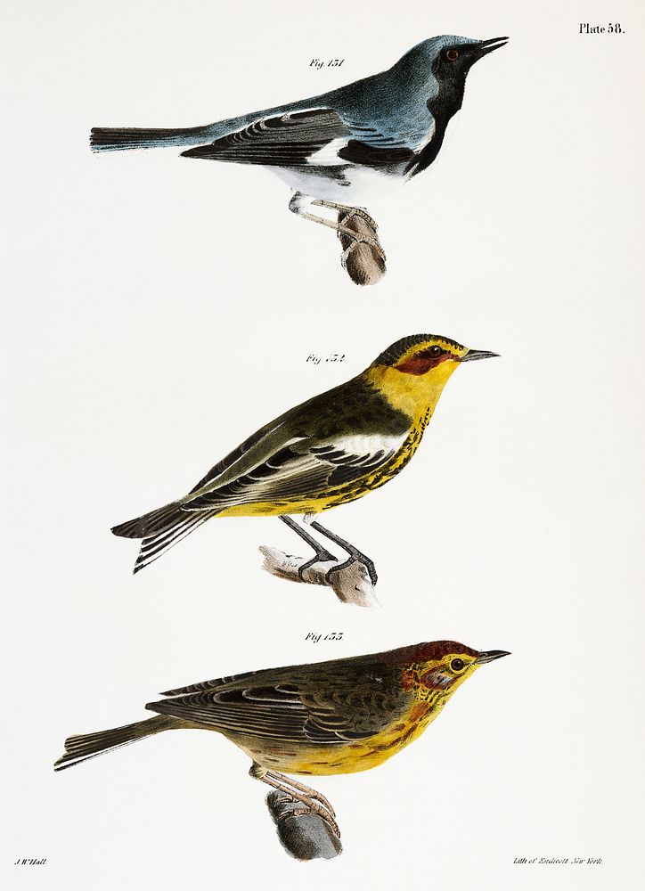131. The Black-throated Blue Warbler (Sylvicola canadensis) 132. He Cape-May Warbler (Sylvicola maritima) 133. The Nashville…