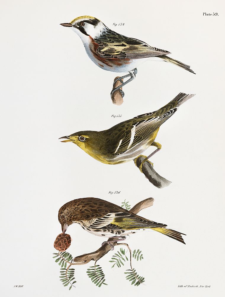 134. The Chestnut-sided Warbler (Sylvicola icterocephala) 135. The Hemlock Warbler (Sylvicola parus) 136. The Pine Finch…