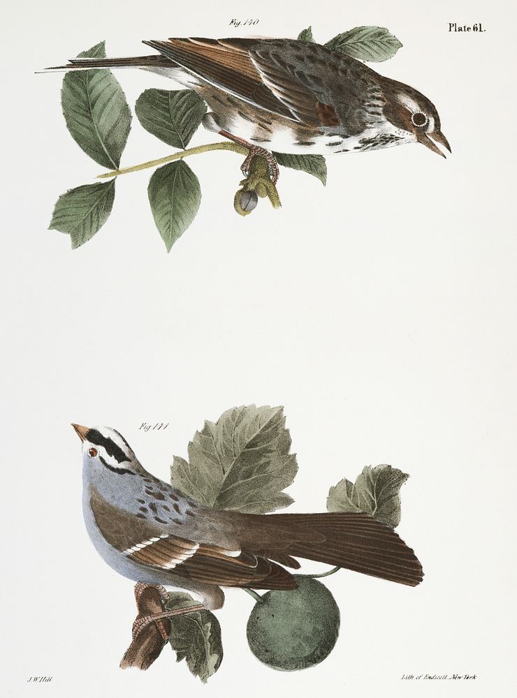 140. The Bay-winged Sparrow (Fringilla graminea) 141. The White-throated Sparrow (Fringilla pensylvanica) illustration from…