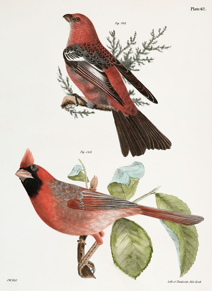 142. The Pine Bulfinch (Corythus enucleator) 143. The Cardinal Grosbeak (Pitylus cardinalis) illustration from Zoology of…
