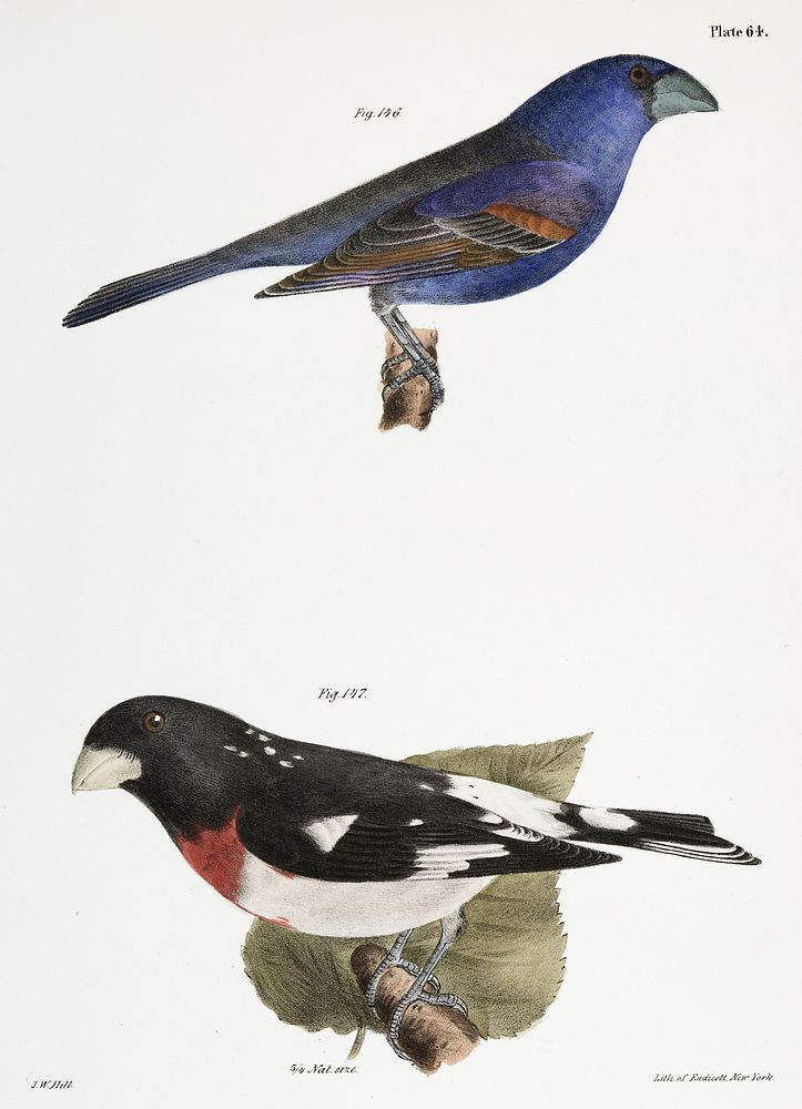 146. The Blue Grosbeak (Coccoborus ceruleus) 147. The Rose-breasted Grosbeak (Coccoborus ludovicianus) illustration from…