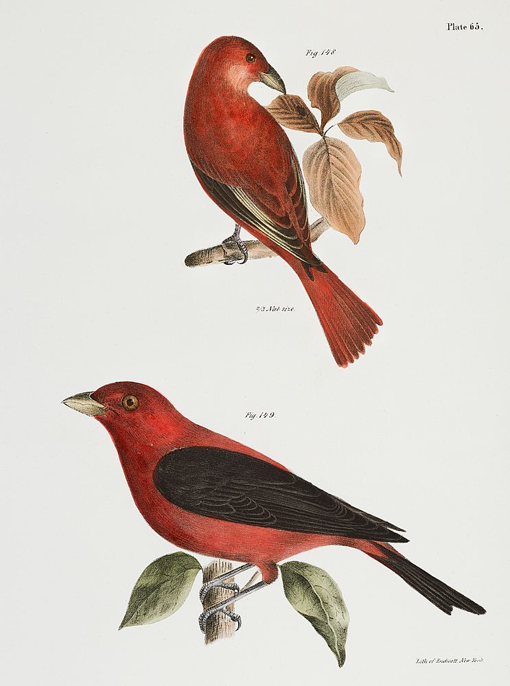 148. The Redbird (Pyranga &aelig;stiva) 149. The Black-winged Redbird (Pyranga rubra) illustration from Zoology of New York…
