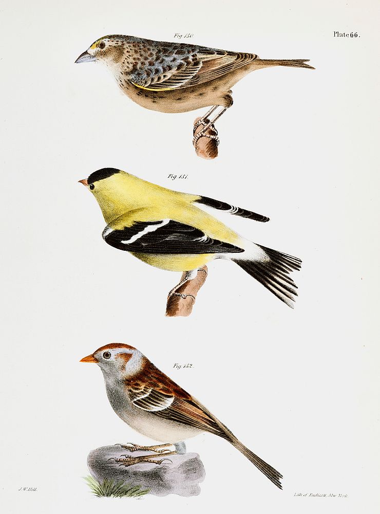 150. Yellow-winged Bunting (Emberiza passerina) 151. Yellowbird (Carduelis tristis) 152. Field Bunting (Emberiza pusilla)…