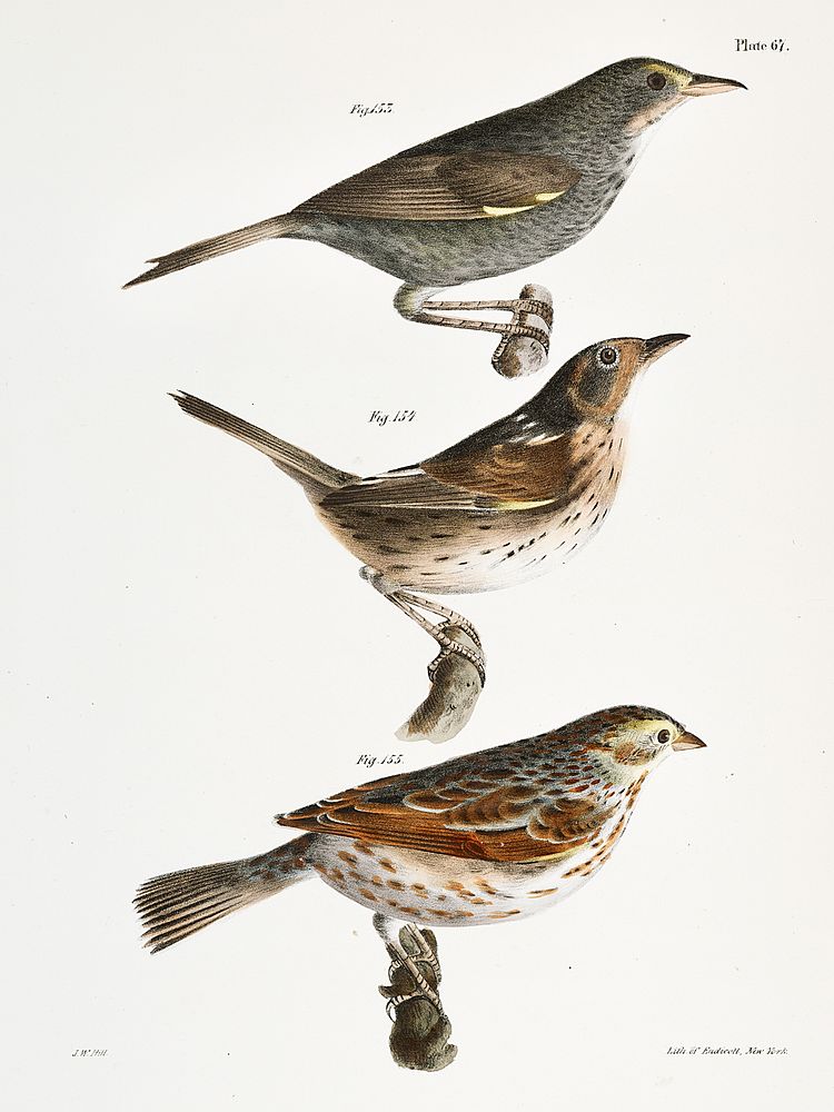 153. Seaside Finch (Ammodramus maritimus) 154. Quail-head (Ammodramus caudacutus) 155. Savannah Bunting (Emberiza savana)…