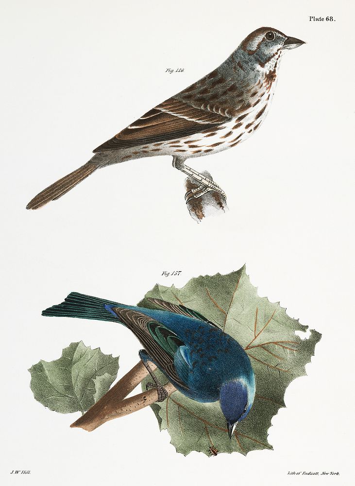 156. Song Sparrow (Fringilla melodia) 157. Indigo-bird (Spiza cyanea) illustration from Zoology of New York…