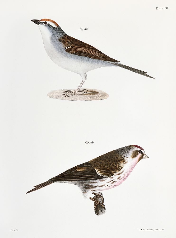 160. Chip-bird (Pletrophanes socialis) 161. Lesser Redpoll (Linaria minor) illustration from Zoology of New York…