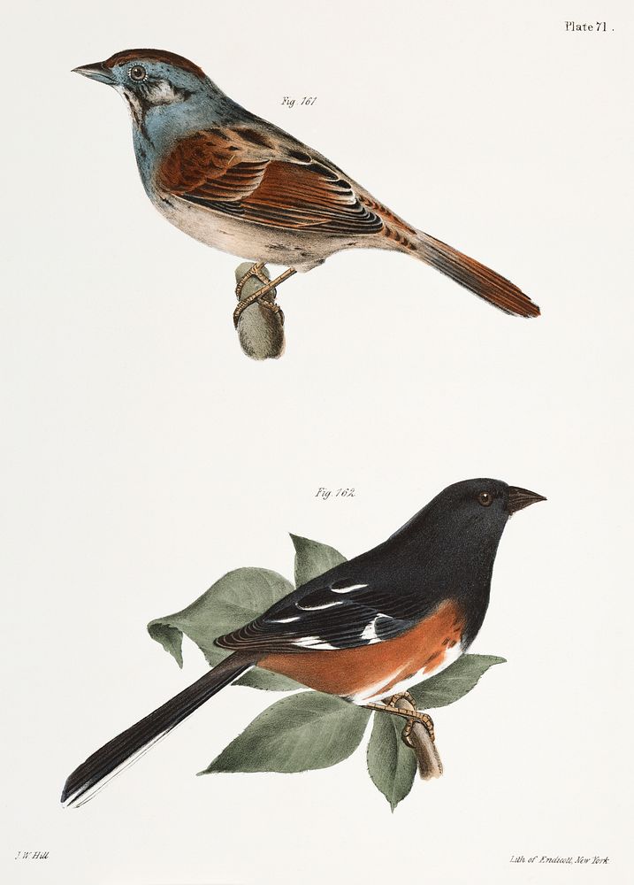 161. Swamp Finch (Ammodramus palustris) 162. Chewink (Pipilo erythrophthalmus) illustration from Zoology of New York…