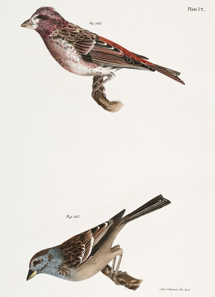 163. Crested Purple Finch ( Erythrospiza purpurea) 164. Tree Bunting (Emberiza canadensis) illustration from Zoology of New…