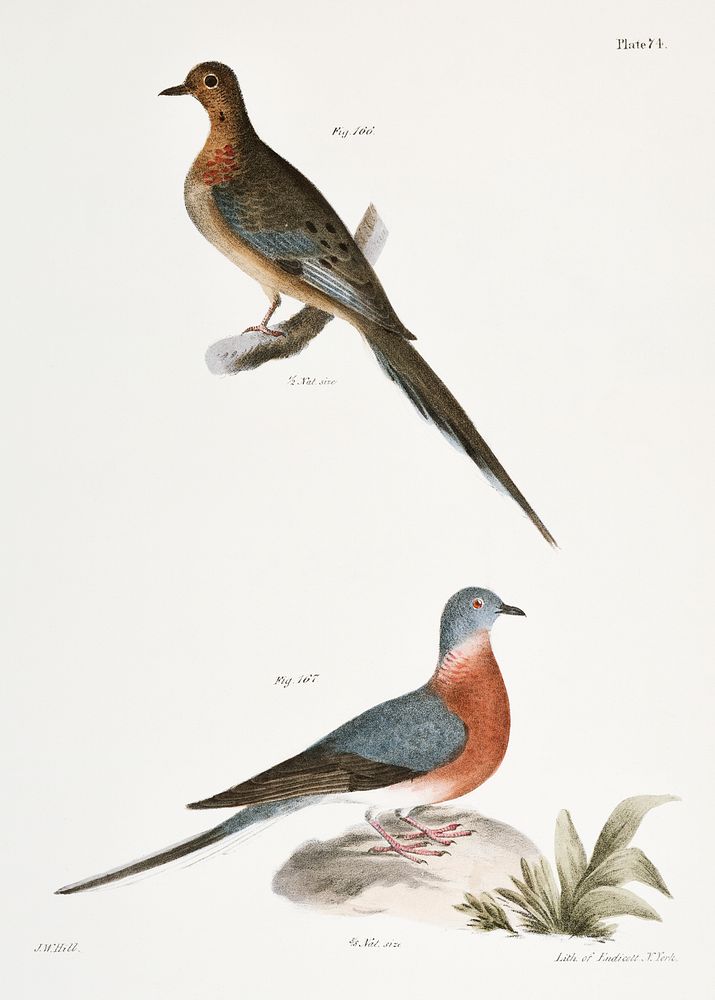 166. Carolina Turtle Dove (Ectopistes carolinensis) 167. Wild Pigeon (Ectopistes migratoria) illustration from Zoology of…