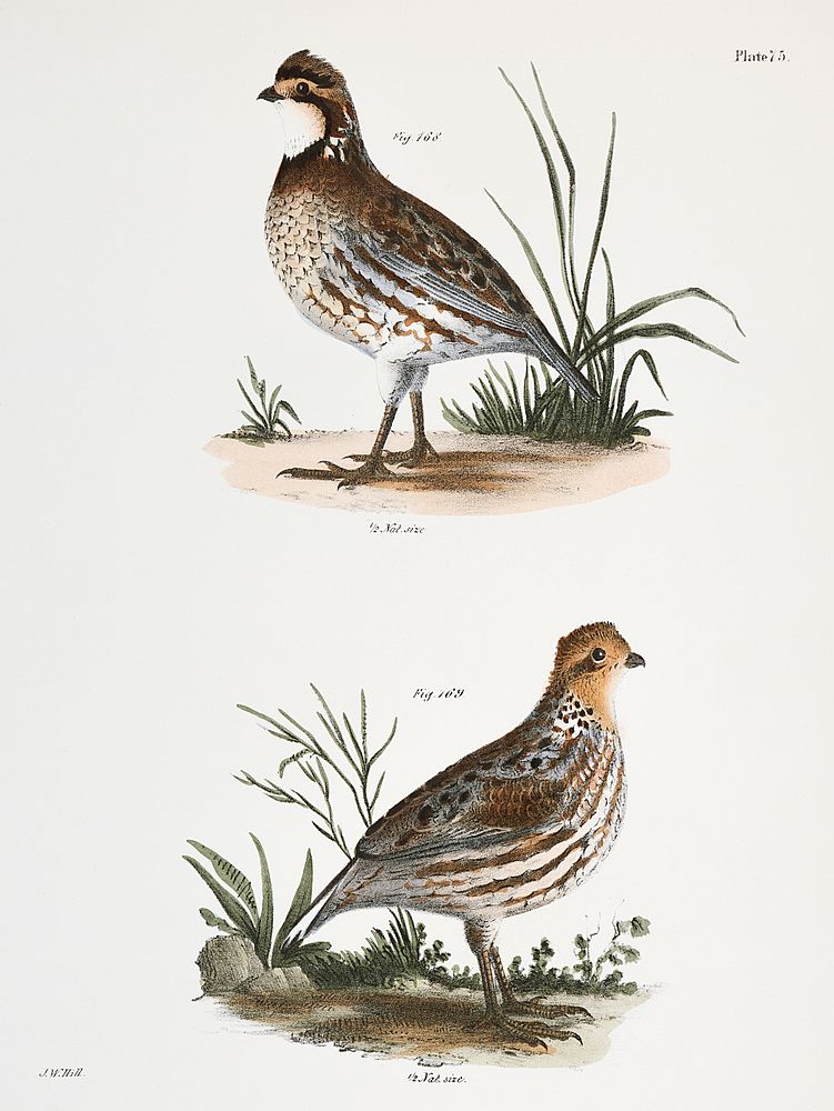 168. American Quail (Ortyx virginiana) 169. Ditto, female illustration from Zoology of New York (1842&ndash;1844) by James…