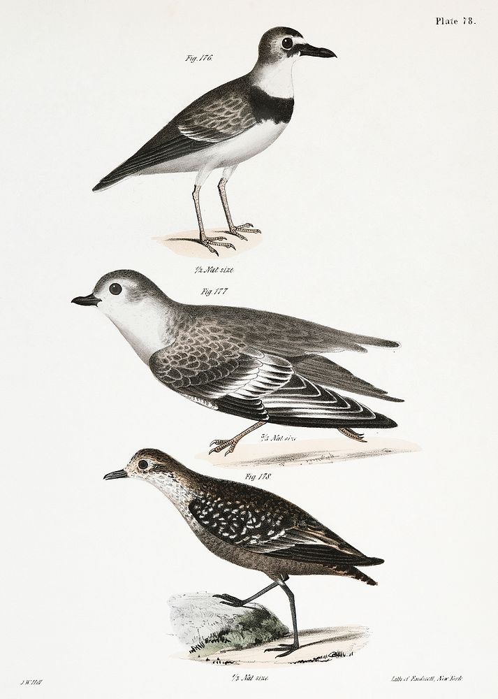 176. Wilson's Plover (Charadrius wilsonius) 177. Piping Plover (Charadriusmelodus) 178. Golden Plover (Charadrius…