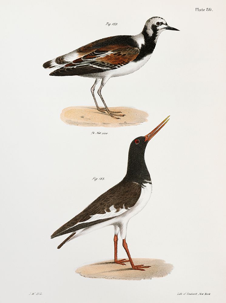 182. Turnstone (Strepsilas interpres) 183. Mantled Oyster-catcher (H&aelig;matopus palliatus) illustration from Zoology of…