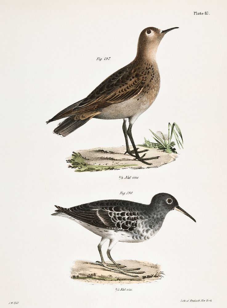 197. Buff-breasted Sandpiper (Tringa rufescens) 198. Purple Sandpiper (Tringa maritima) illustration from Zoology of New…