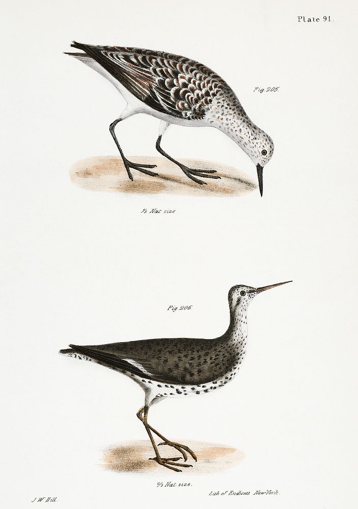 205. Sanderling (Calidris alenaria) 206. Spotted Sandlark (Totanus macualrius) illustration from Zoology of New York…