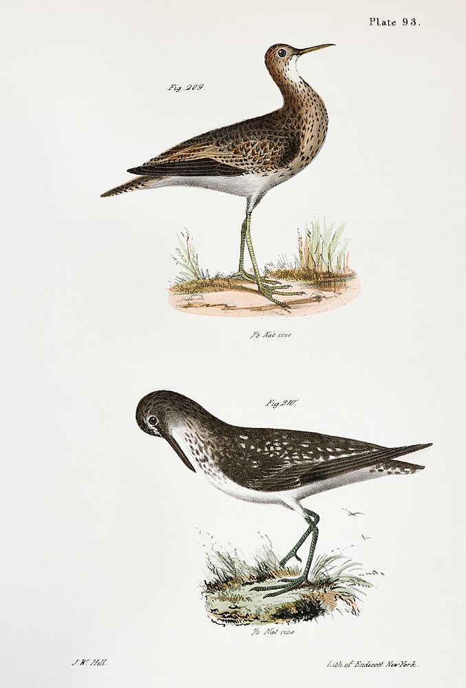 209. Grey Plover (Totanus bartrami) 210. Solitary Tatler (Totanus chloropygius) illustration from Zoology of New York…