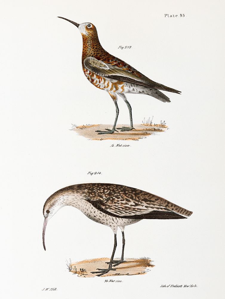 213. Curlew Sandpiper (Tringa subarquata) 214. Small Esquimaux Curlew (Numenius borealis) illustration from Zoology of New…