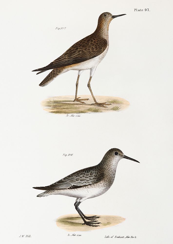 217. He Ruff (Tringa pugnax) 218. Red-breasted Sandpiper (Tringa canutus) illustration from Zoology of New York…