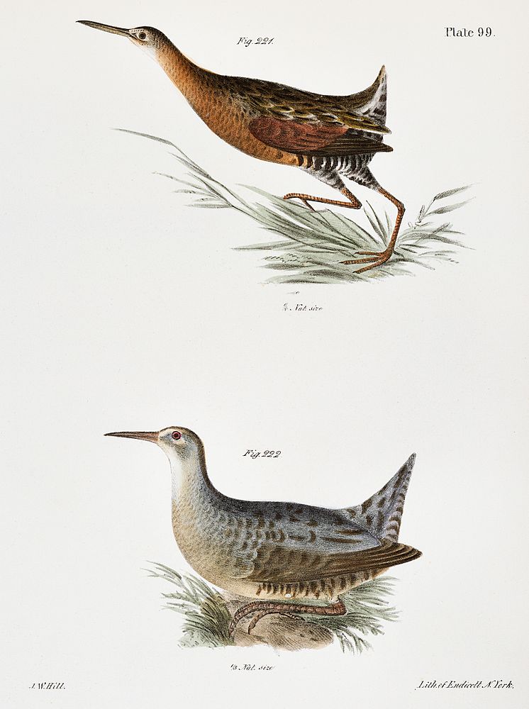 221. Saltwater Meadow-hen (Rallus elegans) 222. Freshwater Meadow-hen (Rallus crepitans) illustration from Zoology of New…
