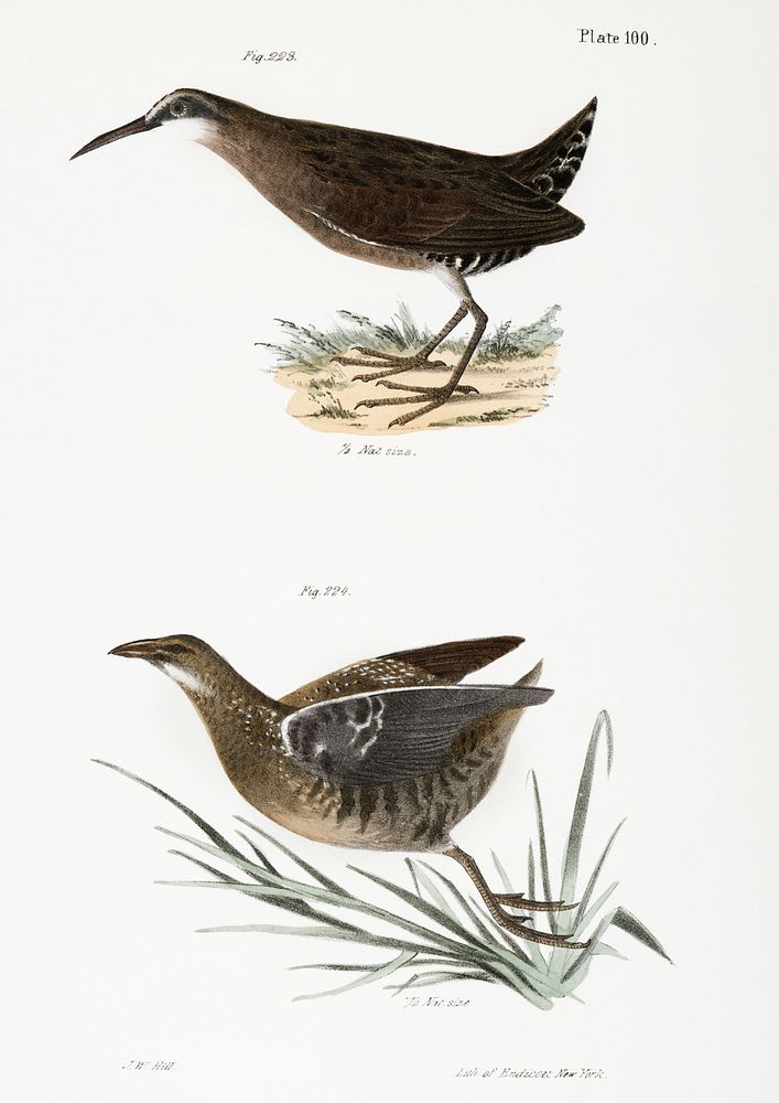 223. Mud-hen (Rallus virginianus) 224. Sora Rail (Ortygometra Carolina) illustration from Zoology of New York…