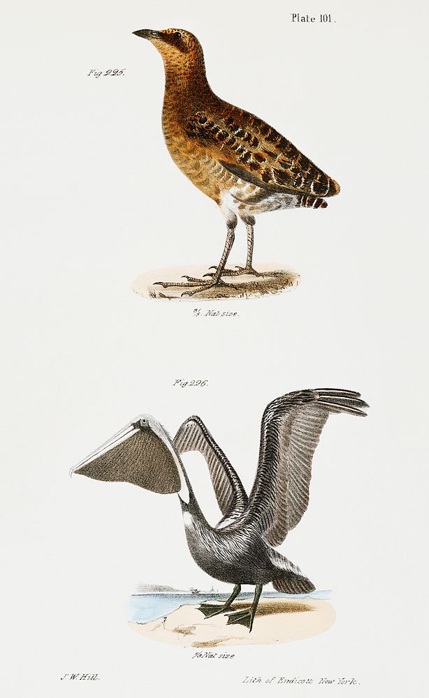 225. New York Rail (Ortygometra noveboracensis) 226. Brown Pelican (Pelecanus fuscus) illustration from Zoology of New York…