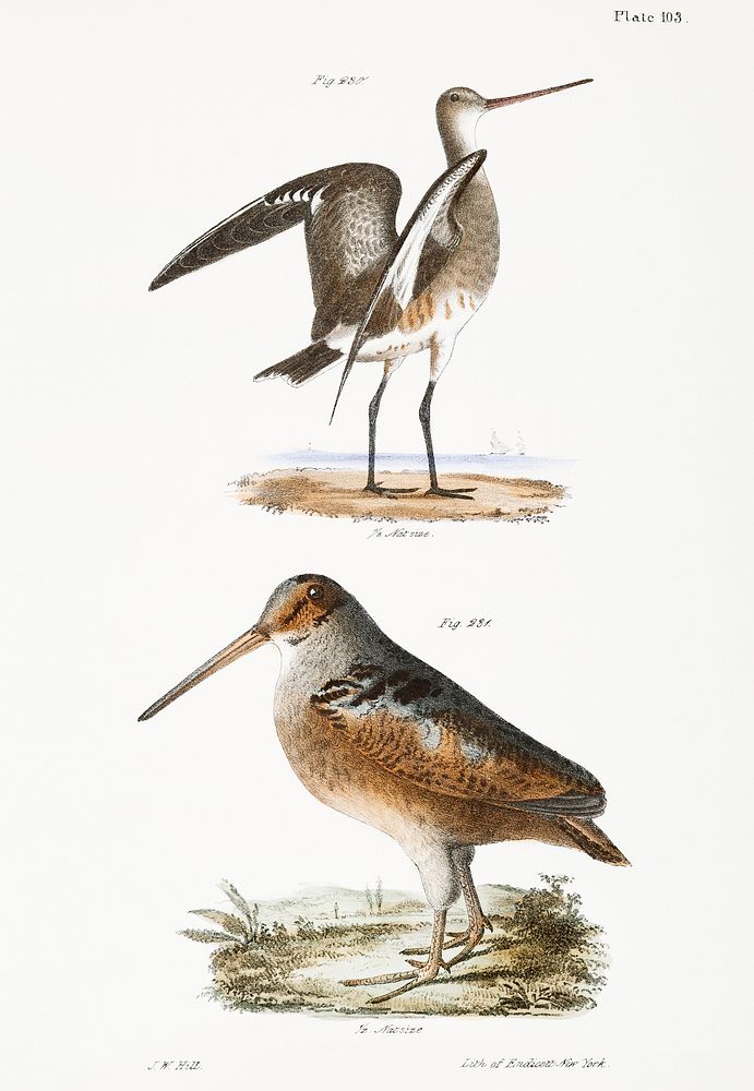 230. Ring-tailed Marlin (Limosa hudsonica) 231. American Woodcock (Rusticola minor) illustration from Zoology of New York…
