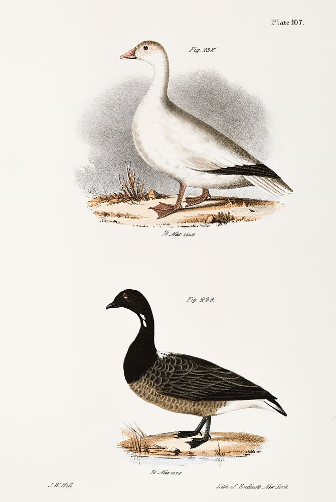 238. Snow Goose (Anser hyperboreus) 239. Brant (Anser bernicla) illustration from Zoology of New York (1842&ndash;1844) by…