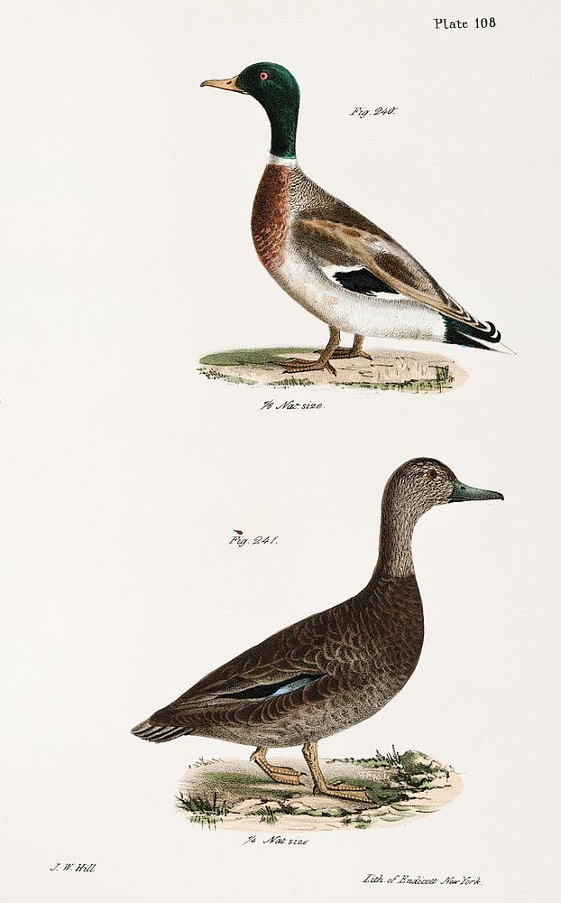 240. Mallard (Anas boschas) 241. Black Duck (Anas obscura) illustration from Zoology of New York (1842&ndash;1844) by James…