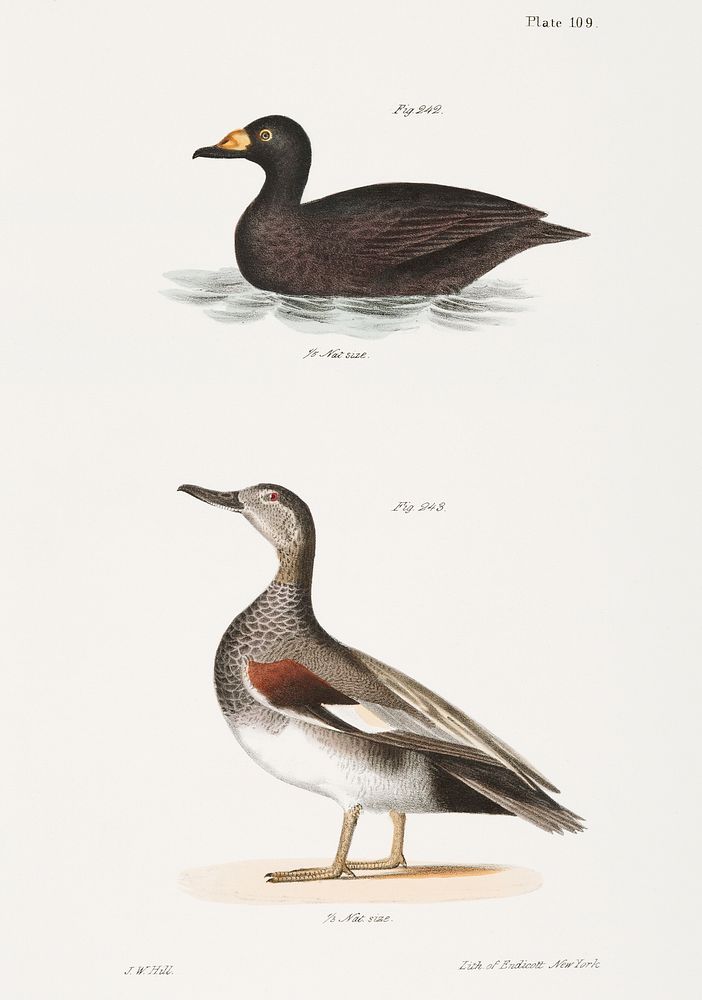 242. Broad-billed Coot (Fuligula americana) 243. Grey Duck (Anas strepera) illustration from Zoology of New York…