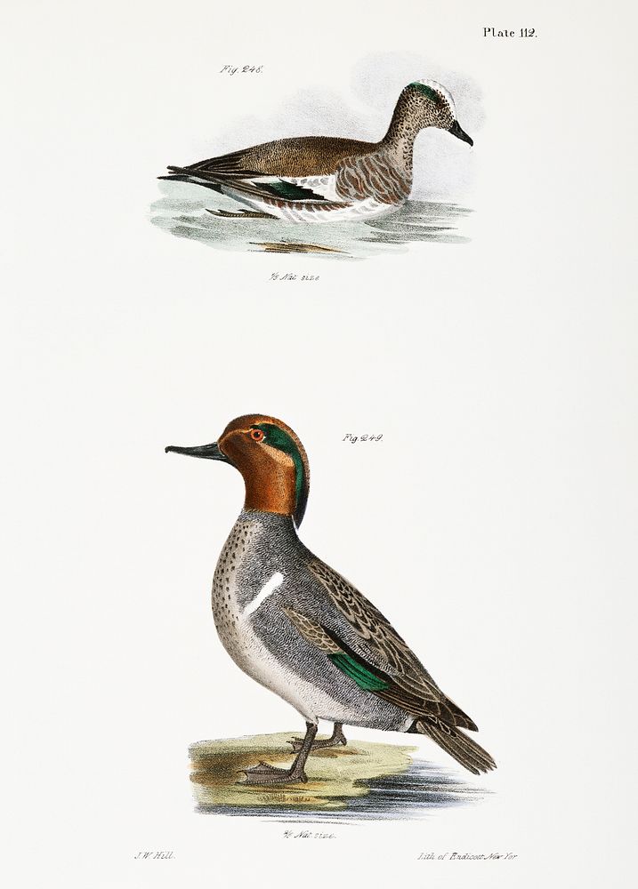 248. Baldpate or Wildgeon (Anas americana) 249. Green-winged Teal (Anas carolinensis) illustration from Zoology of New York…