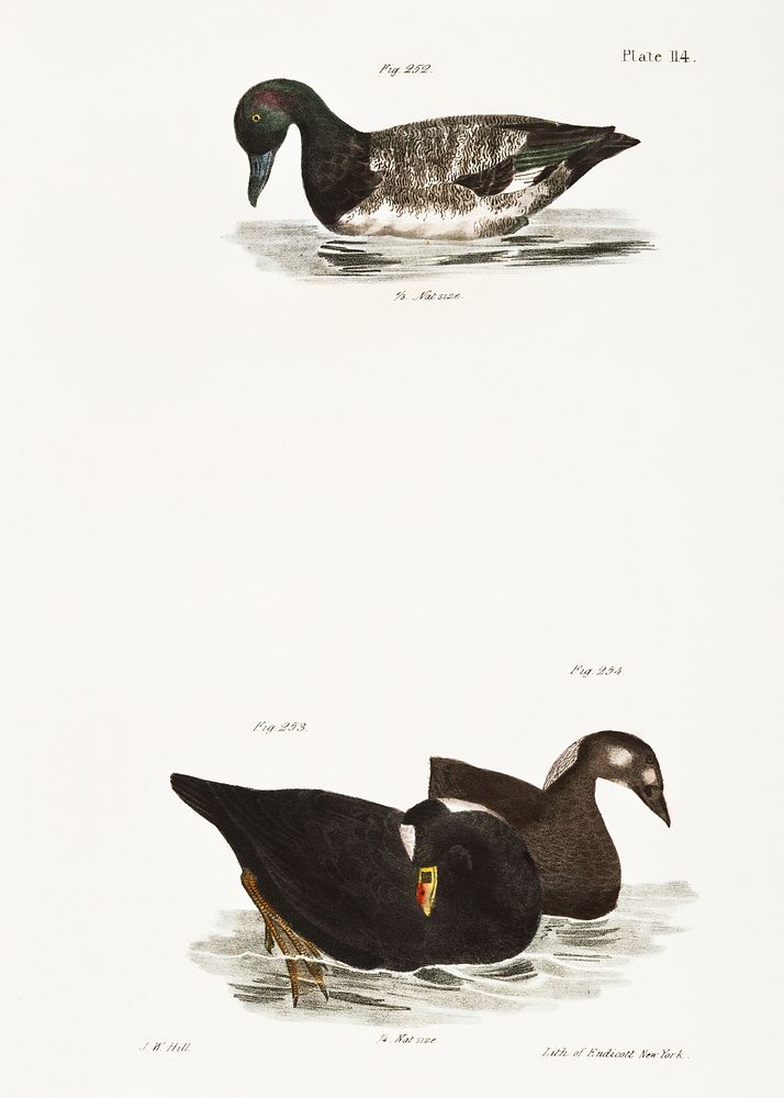 252. Broadbill (Fuligula marila) 253. Surf Duck or Coot (Fuligula perspicillata) 254. Ditto, immature illustration from…