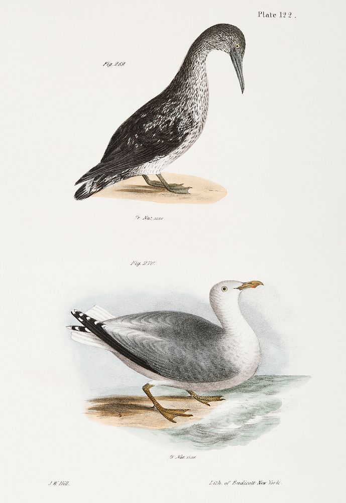 269. American Gannet, young (Sula americana) 270. Winter Gull (Larus argentatus) illustration from Zoology of New York…