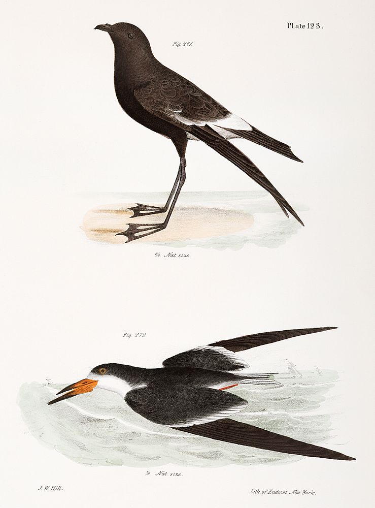 271. Wilson's Petrel (Thalassidroma wilsoni) 272. Black Skimmer (Rhynchops nigra) illustration from Zoology of New York…