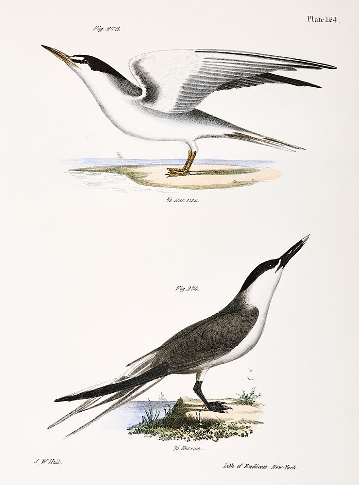 273. Silvery Tern (Sterna argentea) 274. Sandwich Tern (Sterna cantiaca) illustration from Zoology of New York…