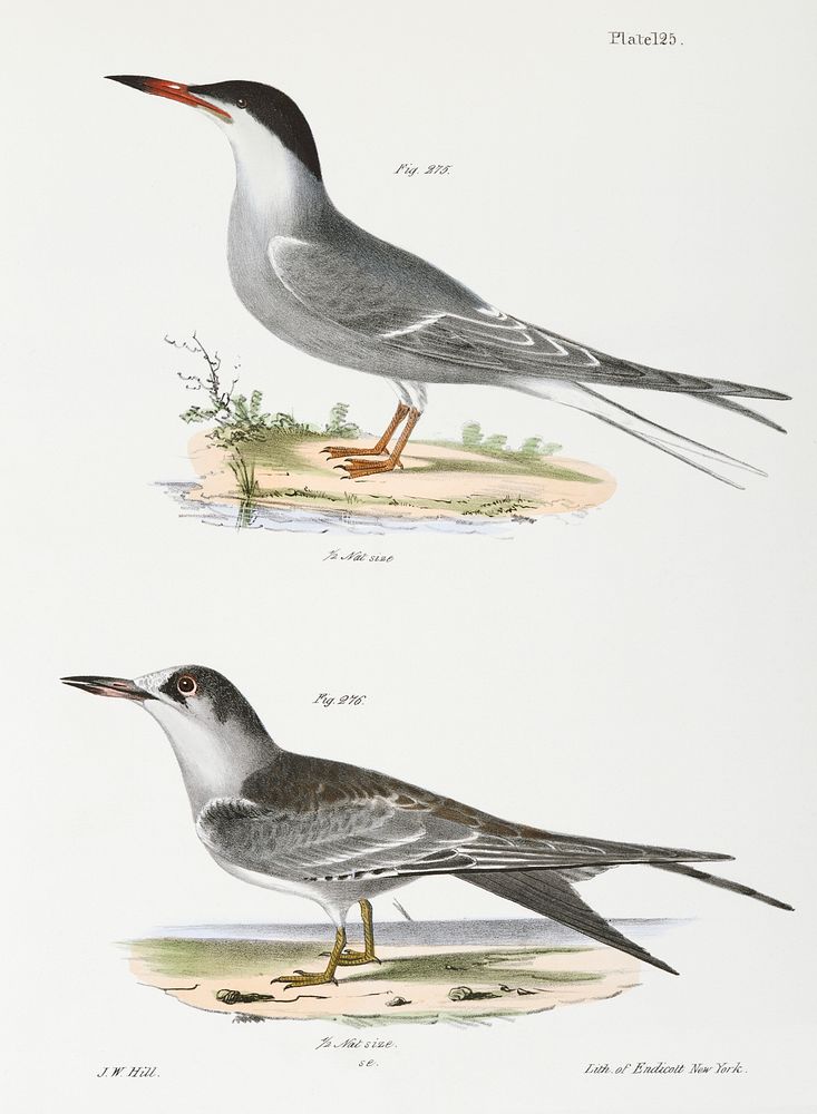 275. Tern (Sterna hirundo) 276. Ditto, young illustration from Zoology of New York (1842&ndash;1844) by James Ellsworth De…