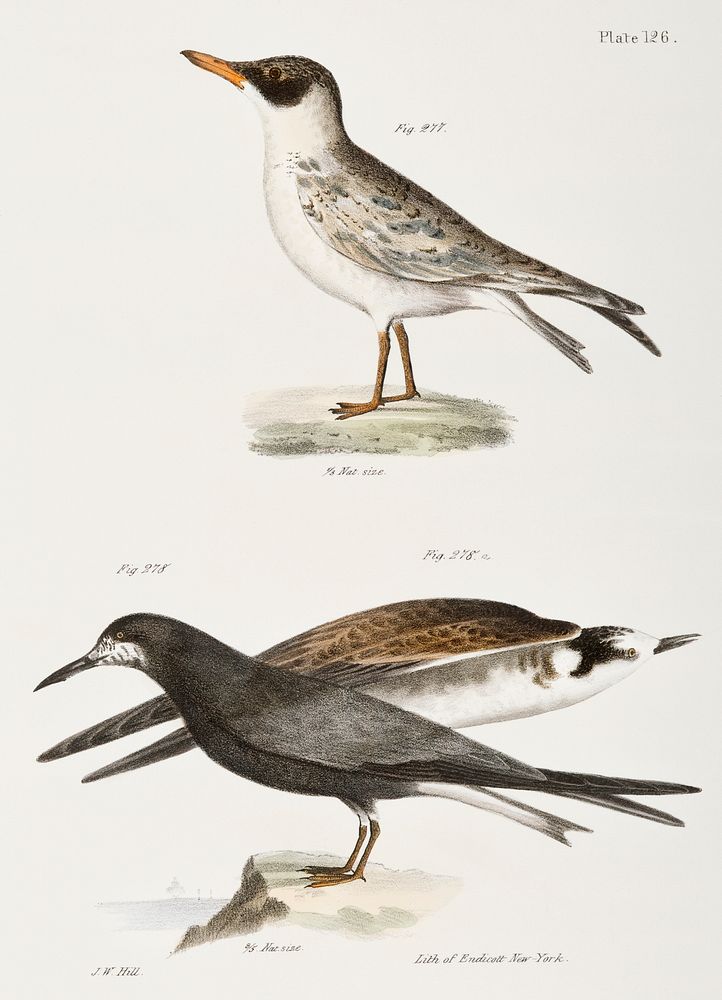 277. Cayenne Tern (Sterna cayana) 278. Black Tern (Sterna nigra) illustration from Zoology of New York (1842&ndash;1844) by…