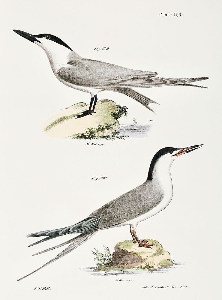 279. Marsh Tern (Sterna anglica) 280. Roseate Tern (Sterna dougalli) illustration from Zoology of New York (1842&ndash;1844)…