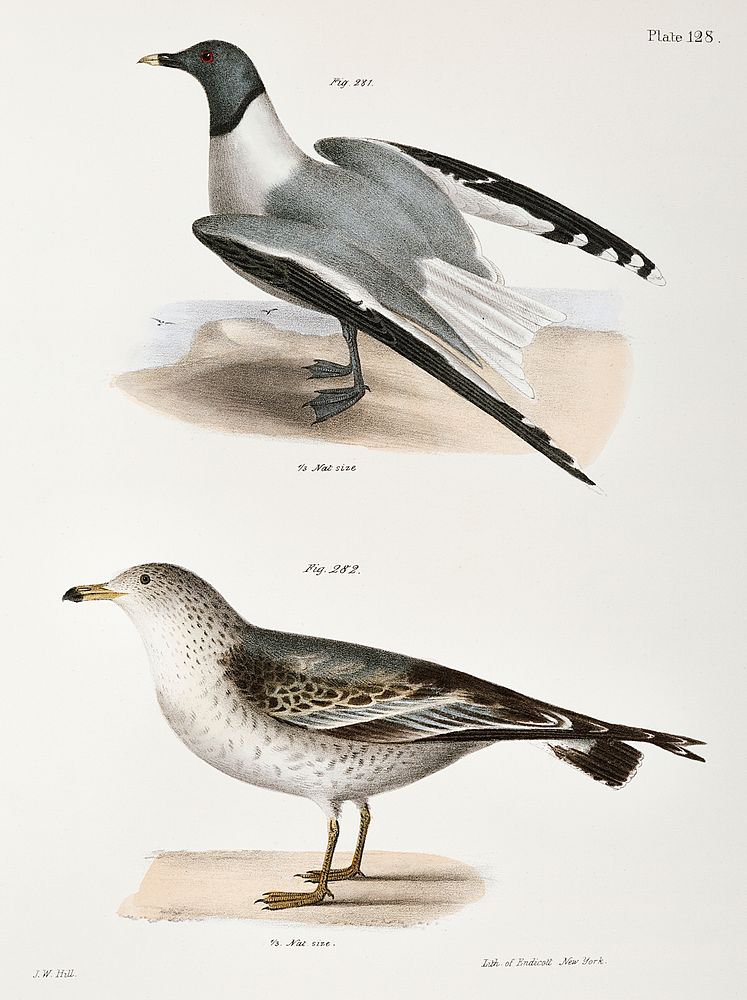 281. Sabine's Gull (Larus Sabini) 282. American Gull (Larus zonorhyncus) illustration from Zoology of New York…