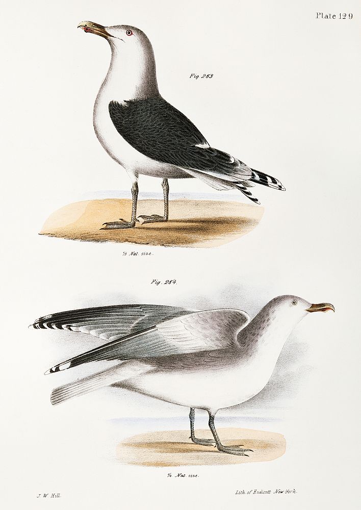 283. Great Black-backed Gull (Larus marinus) 284. Winter Gull (Larus argentatus) illustration from Zoology of New York…