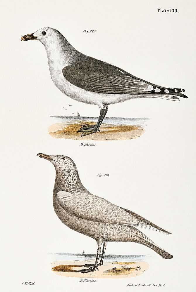 285. American Gull (Larus zonorhyncus) 286. Winter Gull (Larus argentatus) illustration from Zoology of New York…