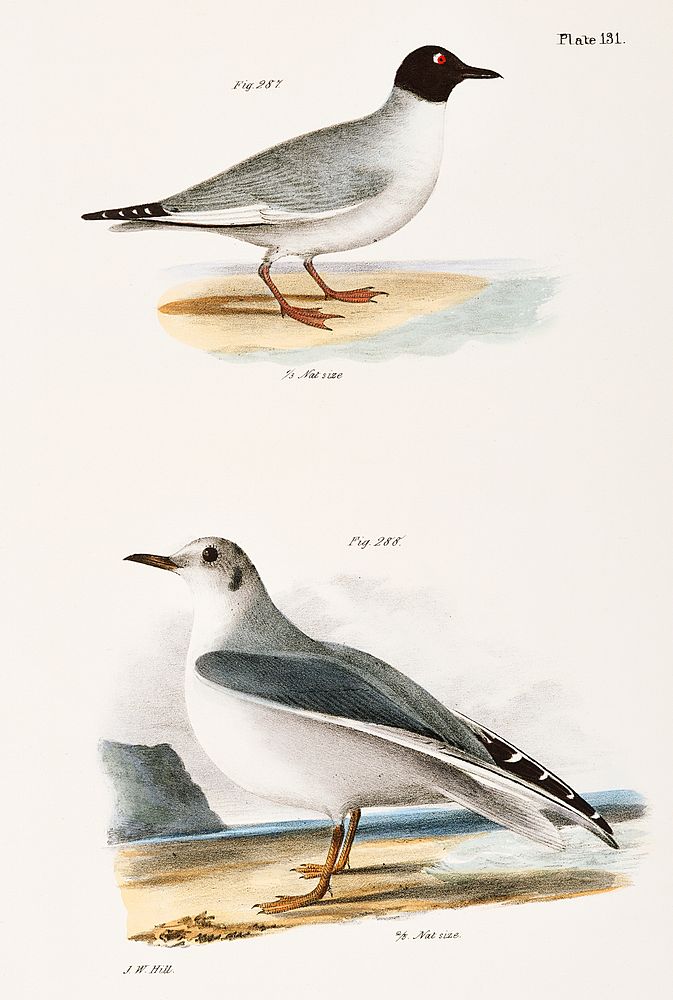287, 288. Bonaparte's Gull (Larus bonaparti) illustration from Zoology of New York (1842&ndash;1844) by James Ellsworth De…