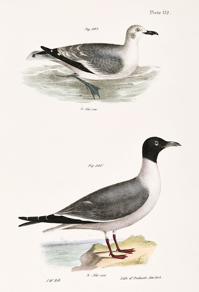 289, 290. Laughing Gull, young (Larus atricilla) illustration from Zoology of New York (1842&ndash;1844) by James Ellsworth…