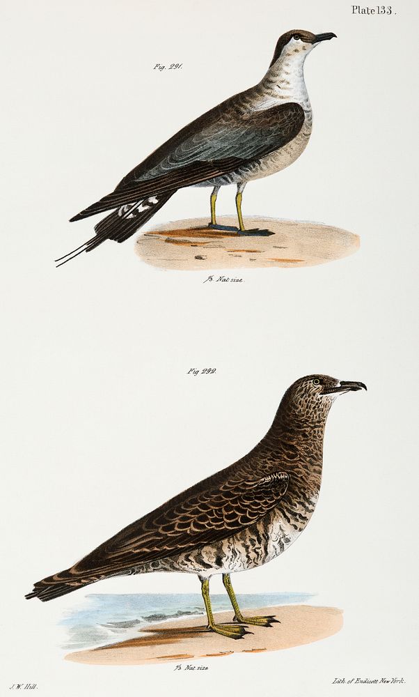 291. Arctic Hawk Gull (Lestris buffoni) 292. Pomarine Hawk Gull (Lestris pomarinus) illustration from Zoology of New York…
