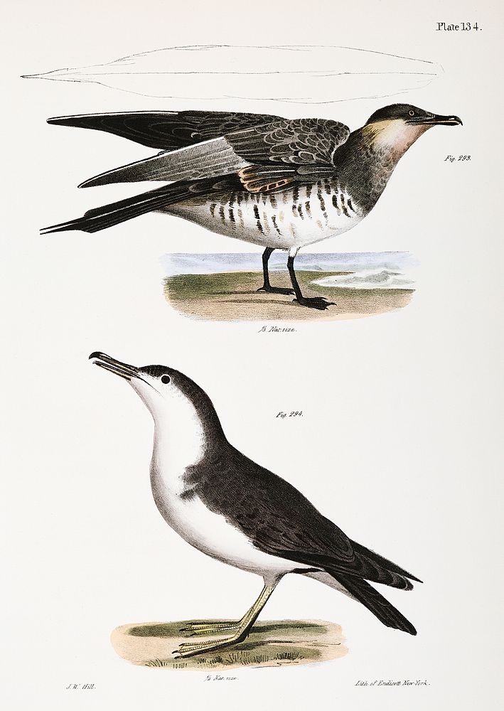 293. Richardson's Hawk Gull (Lestris richardsoni) 294. Little Shearwater (Puffinus cinereus) illustration from Zoology of…