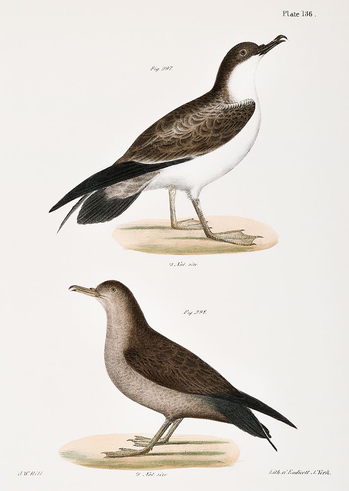 297. Large Shearwater, young (Puffinus obscurus) 298. Ditto, adult illustration from Zoology of New York (1842&ndash;1844)…